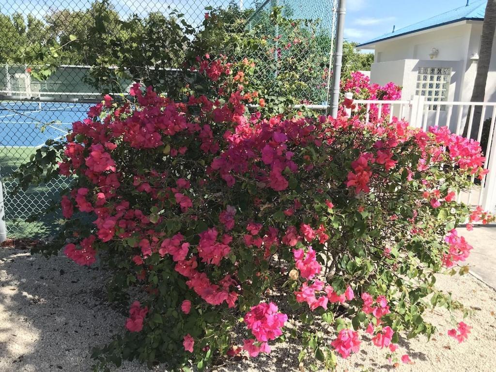 Tropical Daze Oceanfront Paradise Tavernier المظهر الخارجي الصورة